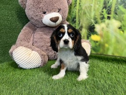 Cavalier King Charles Spaniel male Puppy for sale 006340843